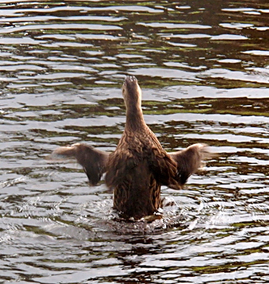 [Back view of a duckling standing in the water with its lower end completely submerged. It has both wings outstretched to the sides, but its head extends further from its body than the wings do.]
